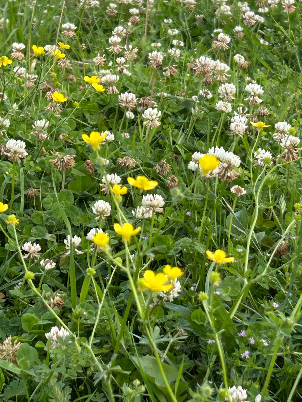In the Weeds